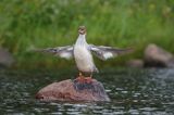 Nurogęś, tracz nurogęś, Mergus merganser, samica