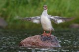 Nurogęś, tracz nurogęś, Mergus merganser, samica