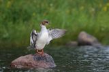 Nurogęś, tracz nurogęś, Mergus merganser, samica