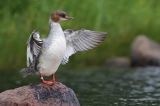 Nurogęś, tracz nurogęś, Mergus merganser, samica