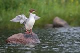 Nurogęś, tracz nurogęś, Mergus merganser, samica