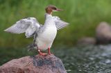 Nurogęś, tracz nurogęś, Mergus merganser, samica