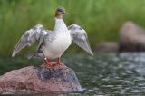 Nurogęś, tracz nurogęś, Mergus merganser, samica