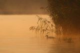 tracz nurogęś Mergus merganser