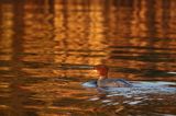 tracz nurogęś Mergus merganser, samica