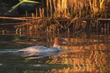 tracz nurogęś Mergus merganser, samica