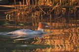 tracz nurogęś Mergus merganser