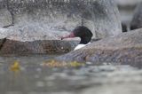 tracz nurogęś Mergus merganser, samiec