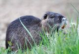 nutria, Myocastor coypus