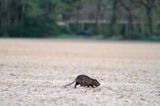 nutria, Myocastor coypus, Gaskonia, Francja