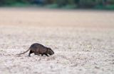 nutria, Myocastor coypus, Gaskonia, Francja