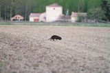 nutria, Myocastor coypus, Gaskonia, Francja