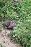 nutria, Myocastor coypus