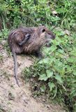 nutria, Myocastor coypus