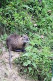 nutria, Myocastor coypus