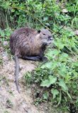 nutria, Myocastor coypus