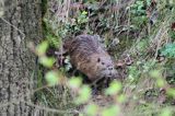 nutria, Myocastor coypus