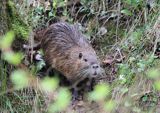 nutria, Myocastor coypus