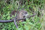 nutria, Myocastor coypus