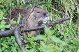 nutria, Myocastor coypus