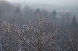 oblodzone gałęzie drzew i krzewów, Bieszczady