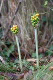 Arum maculatum obrazki plamiste) , owoc