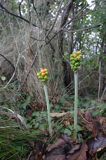 Arum maculatum obrazki plamiste) , owoc