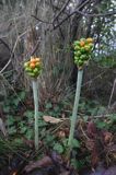 Arum maculatum obrazki plamiste) , owoc