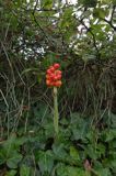 Arum maculatum obrazki plamiste) , owoc