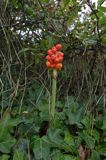 Arum maculatum obrazki plamiste) , owoc