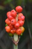 Arum maculatum obrazki plamiste) , owoc