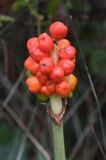 Arum maculatum obrazki plamiste) , owoc