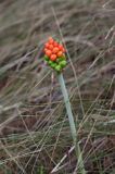 Arum maculatum obrazki plamiste) , owoc