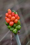 Arum maculatum obrazki plamiste) , owoc