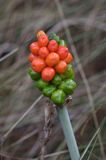 Arum maculatum obrazki plamiste) , owoc