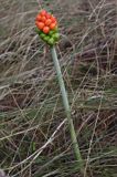 Arum maculatum obrazki plamiste) , owoc