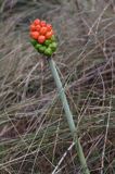 Arum maculatum obrazki plamiste) , owoc