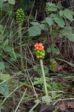 Arum maculatum obrazki plamiste) , owoc