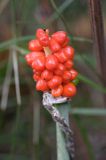 Arum maculatum obrazki plamiste) , owoc