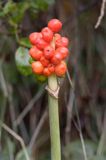 Arum maculatum obrazki plamiste) , owoc