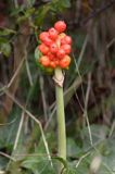 Arum maculatum obrazki plamiste) , owoc