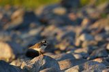 Sieweczka obrożna, Charadrius hiaticula