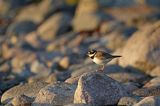 Sieweczka obrożna, Charadrius hiaticula