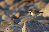 Sieweczka obrożna, Charadrius hiaticula