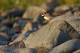 Sieweczka obrożna, Charadrius hiaticula