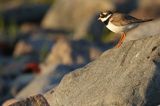 Sieweczka obrożna, Charadrius hiaticula