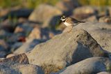 Sieweczka obrożna, Charadrius hiaticula