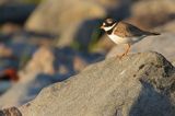 Sieweczka obrożna, Charadrius hiaticula