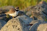 Sieweczka obrożna, Charadrius hiaticula