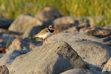 Sieweczka obrożna, Charadrius hiaticula